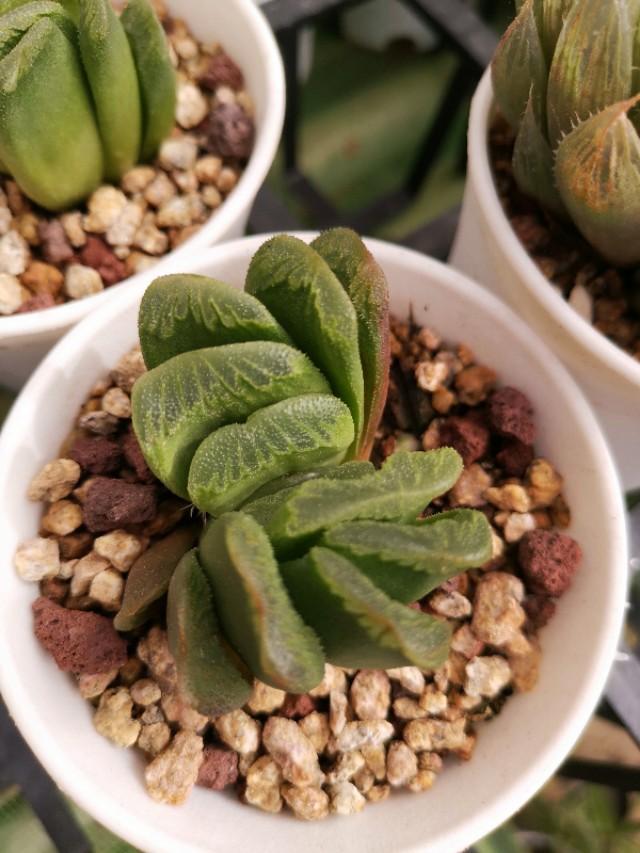 虹之玉怎么澆水，黃麗多肉植物圖片？