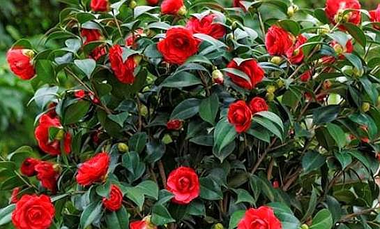 鳳仙花怎么修剪，什么季節可以修剪，鳳仙花哪個(gè)季節開(kāi)放？