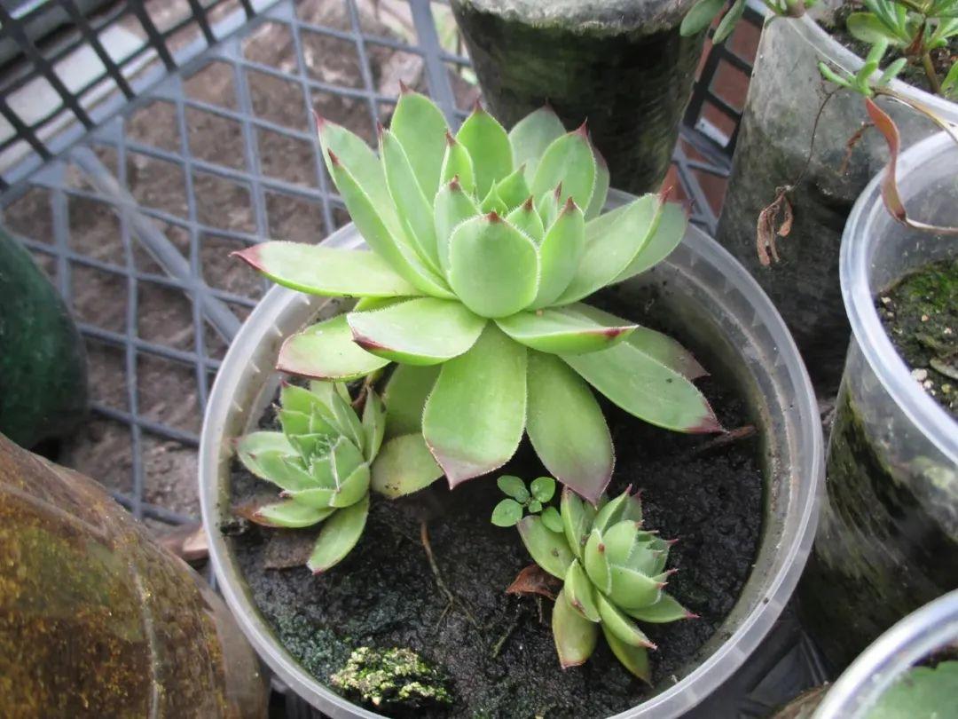 虹之玉的繁殖方法大全，虹之玉怎么葉插繁殖？