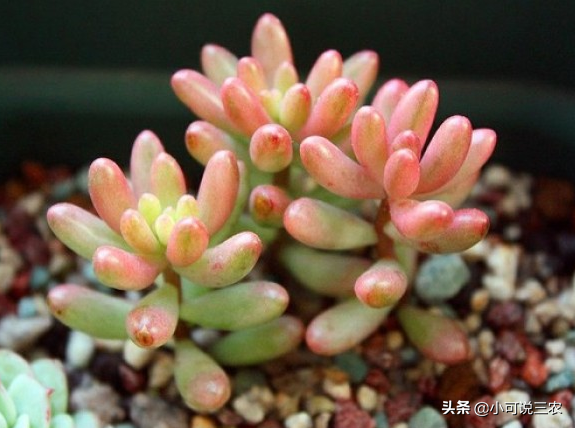 虹之玉長(cháng)高了怎么修剪，虹之玉一碰就掉葉子？