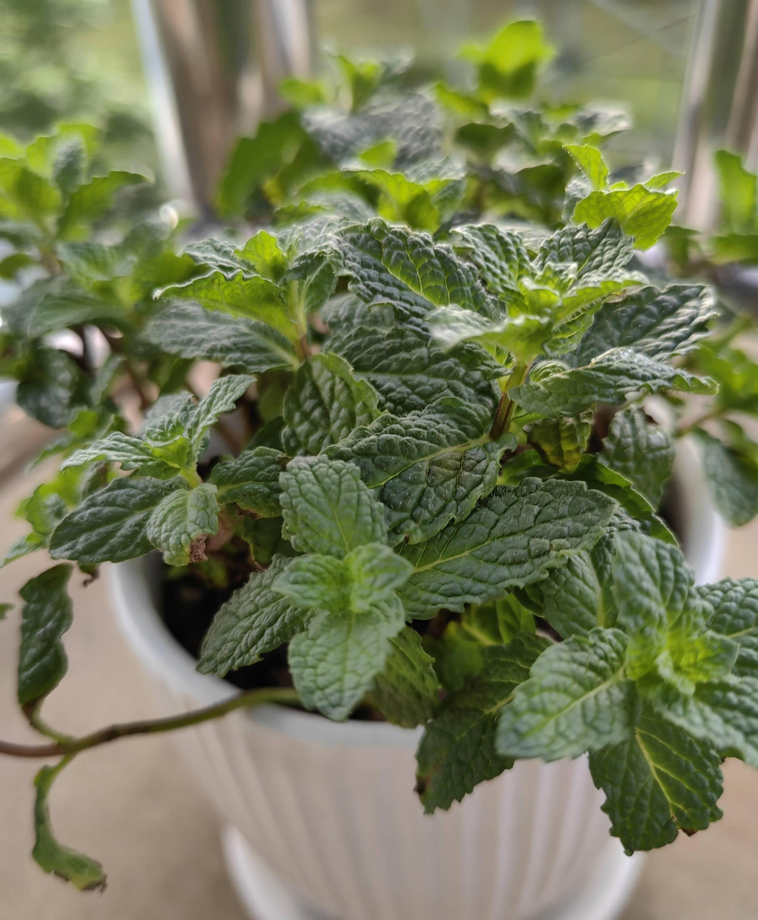 薄荷施什么肥，薄荷施肥時(shí)的兩大注意，盆栽薄荷施什么肥?