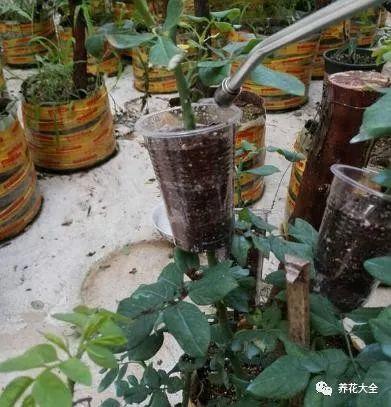 茶梅怎么扦插，茶梅扦插生根最快方法?