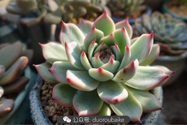 多肉白鳥(niǎo)怎么施肥，白鳥(niǎo)多肉爆盆?