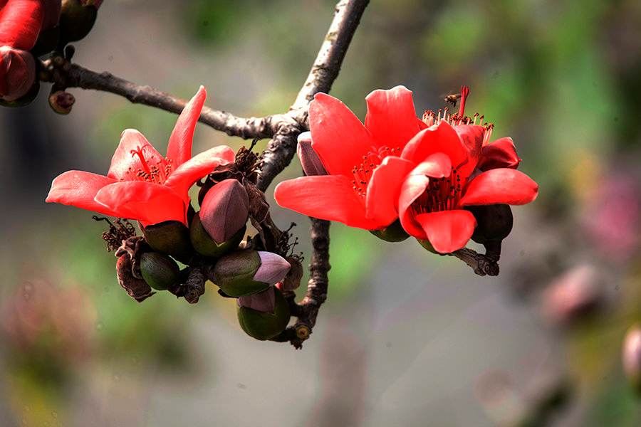桂花是哪個(gè)城市的市花，開(kāi)花季節，桂花是哪個(gè)季節開(kāi)花?