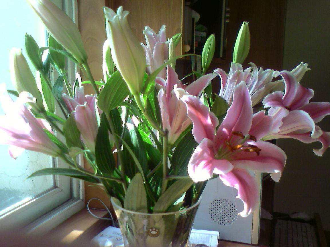 百合花長(cháng)太高怎么處理，百合徒長(cháng)能導致不開(kāi)花嗎，百合打頂圖解?