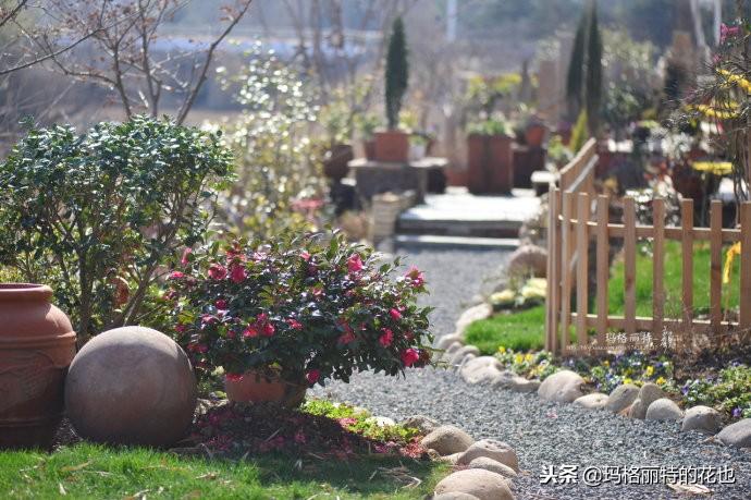 如何使茶梅在圣誕開(kāi)花，茶梅開(kāi)白花怎么辦?