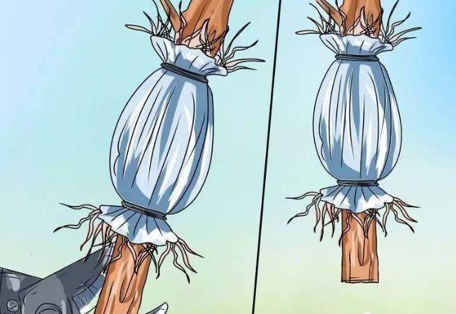 茶花壓條多久生根，空中壓條繁殖技術(shù)，臘梅壓條繁殖時(shí)間?