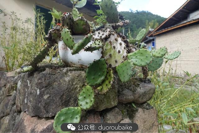 多肉白鳥(niǎo)怎么施肥，白鳥(niǎo)多肉爆盆?