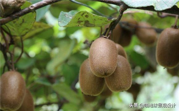 長(cháng)春蔓開(kāi)花嗎，長(cháng)春蔓和常春藤一樣嗎?