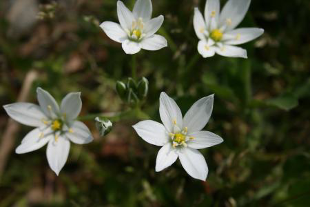 虎眼萬(wàn)年青怎么造型，造型圖片?