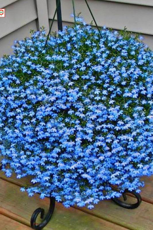 百萬(wàn)小鈴的扦插方法，小木槿扦插多久生根?