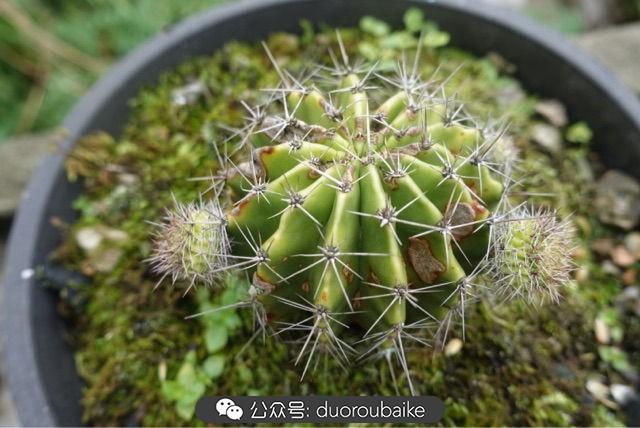 多肉白鳥(niǎo)怎么施肥，白鳥(niǎo)多肉爆盆?