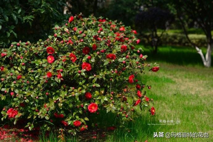 如何使茶梅在圣誕開(kāi)花，茶梅開(kāi)白花怎么辦?