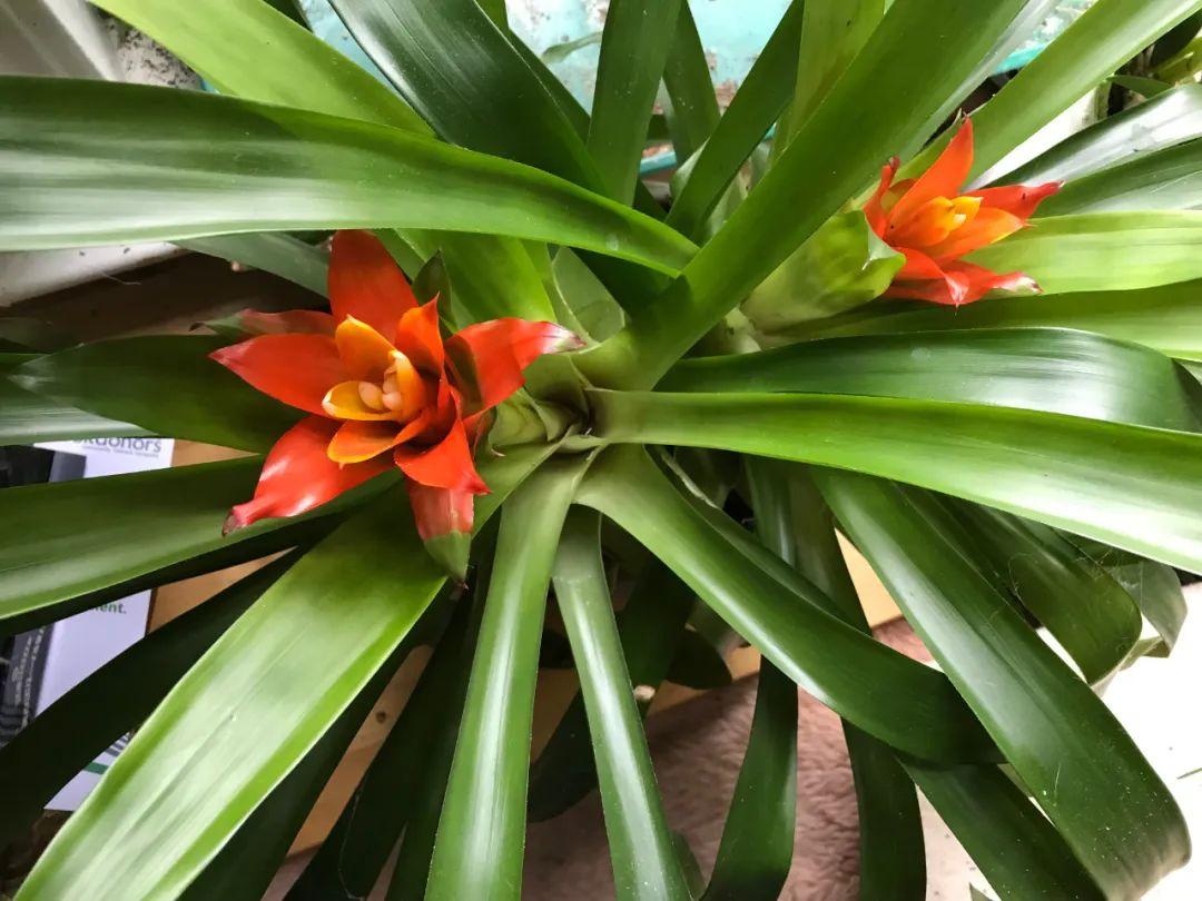 鴻運當頭怎么養長(cháng)得快，如何進(jìn)行繁殖，鴻運當頭花怎么養繁殖?