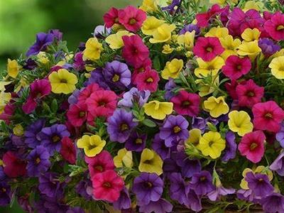 百萬(wàn)小鈴的摘心方法，百萬(wàn)小鈴摘心?