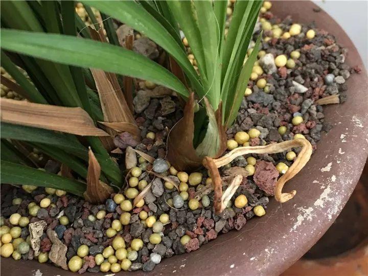 春蘭怎么養才能開(kāi)花，春蘭品種大全?