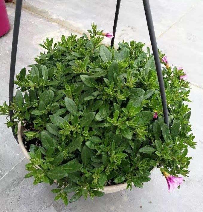 百萬(wàn)小鈴怎么修剪，如何快速復花，小玫瑰花謝了怎么修剪?