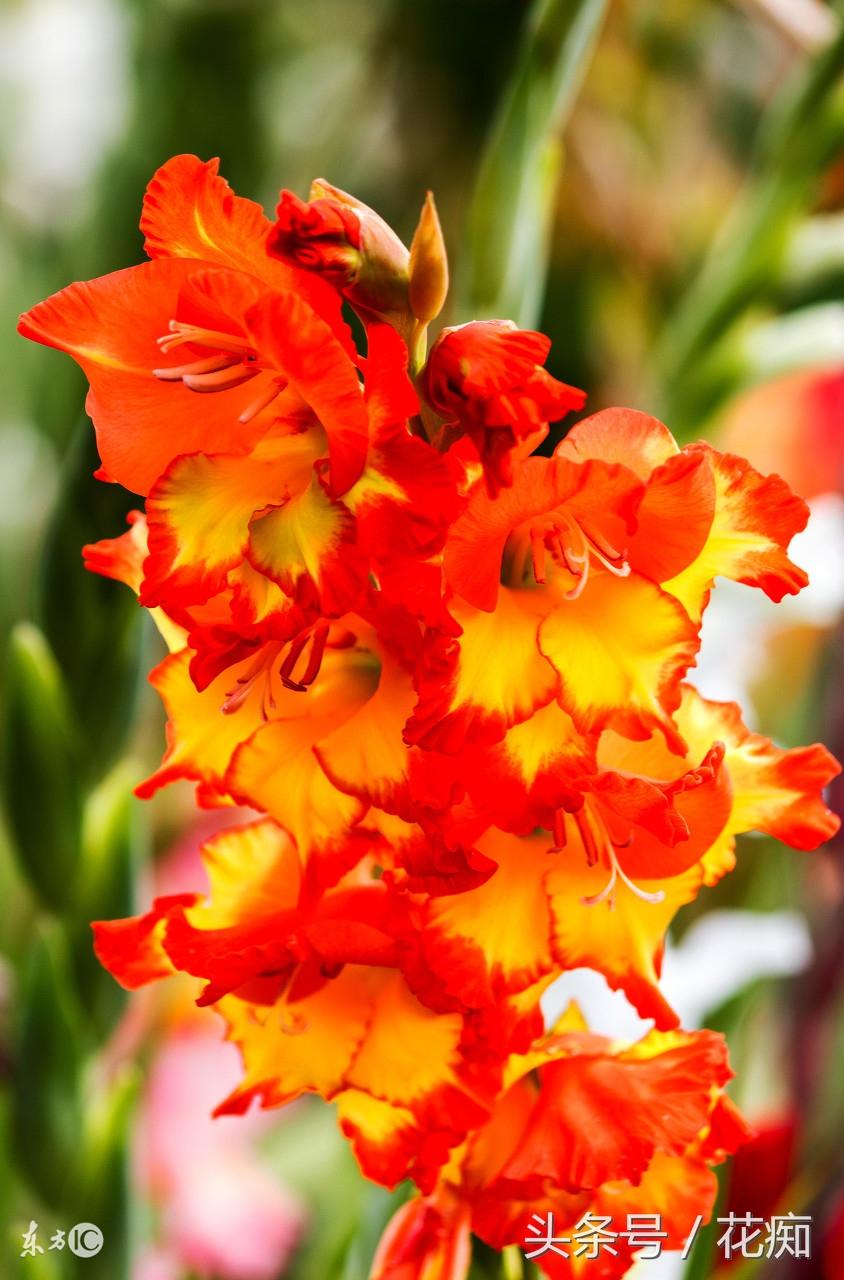 唐菖蒲什么時(shí)候開(kāi)花，唐菖蒲一年開(kāi)幾次花?