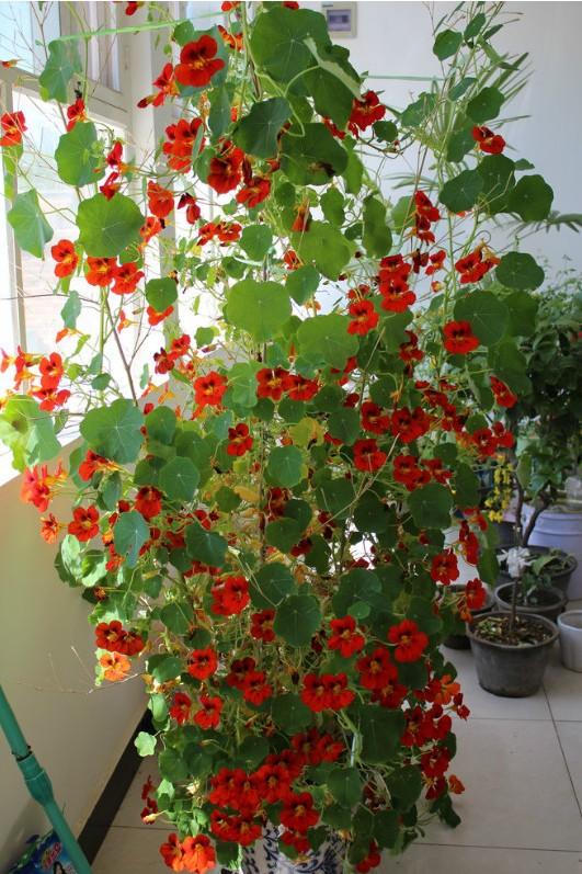 百萬(wàn)小鈴的扦插方法，小木槿扦插多久生根?