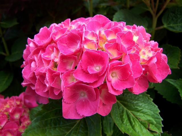 八仙花怎么繁殖，八仙花的養殖方法和注意事項?