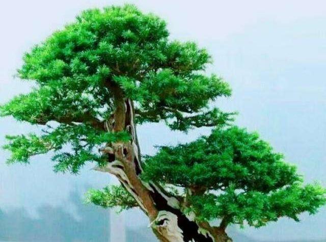 澳洲杉開(kāi)花嗎，澳洲杉如何打頂?