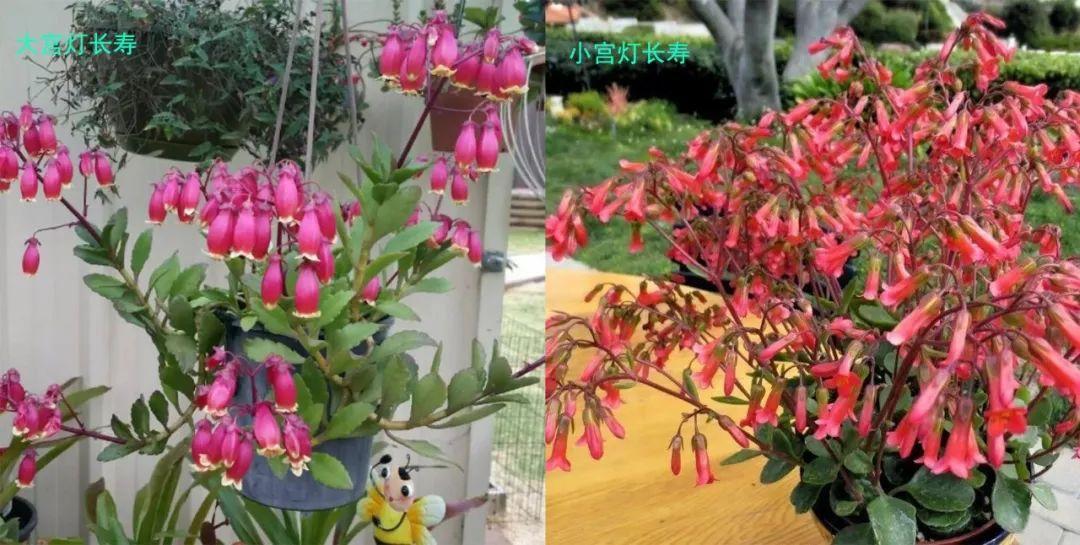 落地生根怎么養才能開(kāi)花，長(cháng)壽花怎么養才能爆盆?