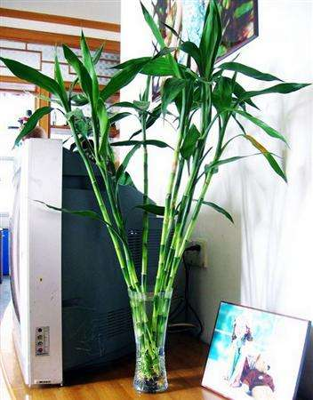 怎么讓富貴竹安全過(guò)冬，凍傷了怎么辦，如何讓富貴竹長(cháng)得粗壯?