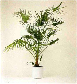 怎樣科學(xué)繁殖棕竹(棕竹種植技術(shù))