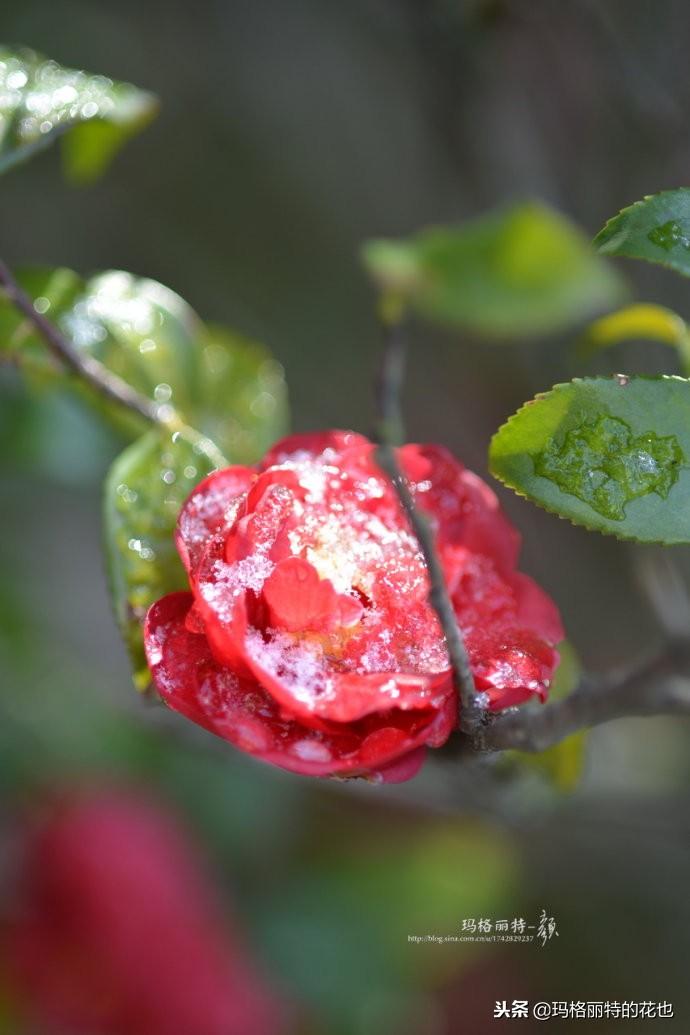如何使茶梅在圣誕開(kāi)花，茶梅開(kāi)白花怎么辦?