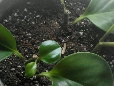 豆瓣綠冬天可以扦插嗎，豆瓣綠10月份可以扦插嗎?