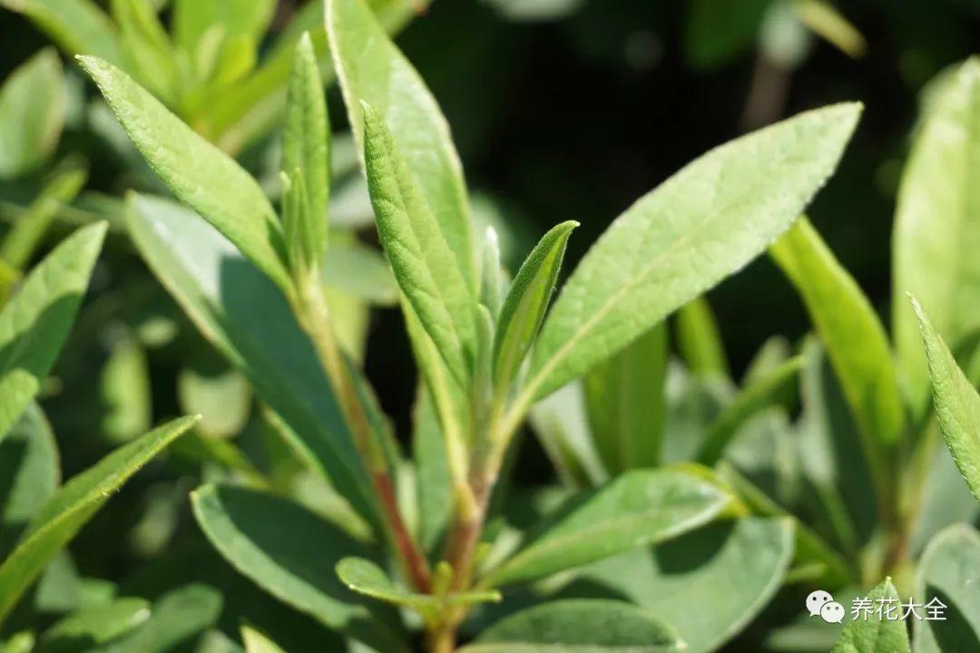 怎么讓杜鵑花開(kāi)花，開(kāi)花前用什么肥，什么肥能讓花卉快速生長(cháng)?