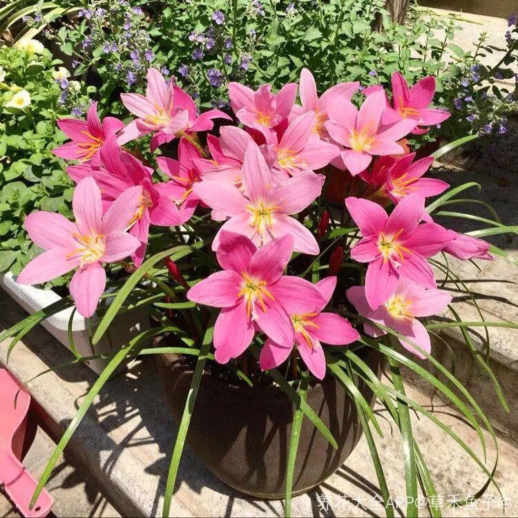 蔥蘭什么時(shí)候開(kāi)花，蔥蘭和韭蘭的區別?