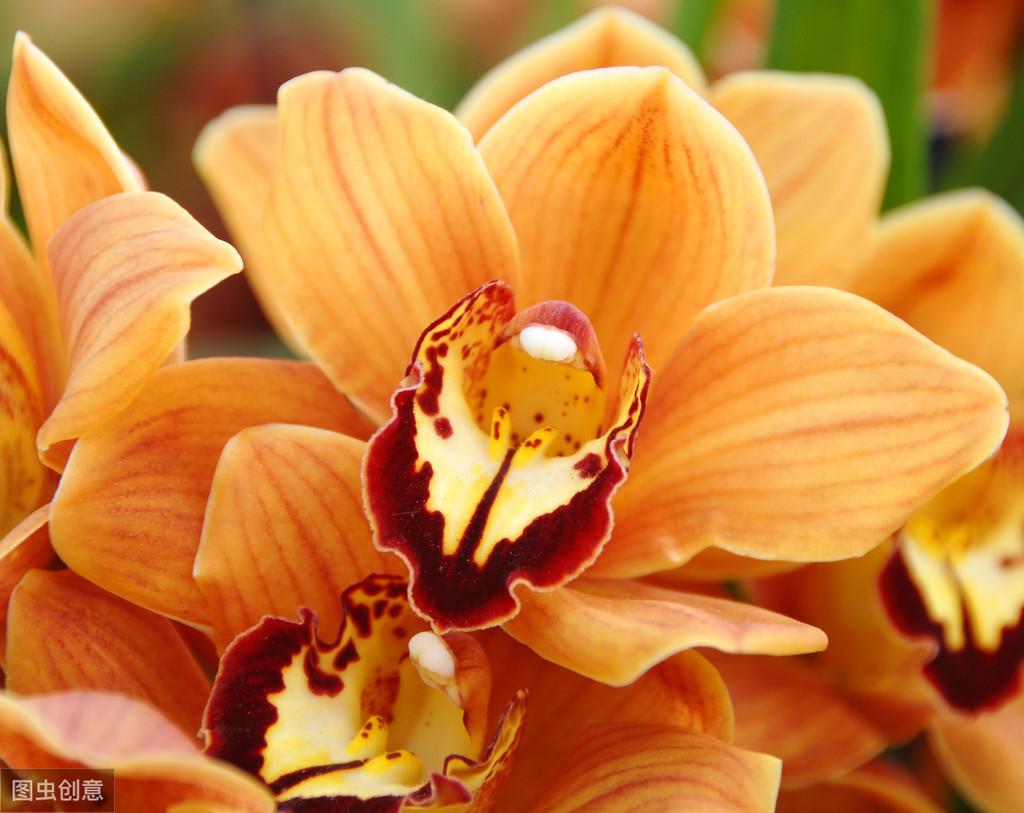 大花蕙蘭出花苞后如何管理，有花苞了怎么澆水，花在開(kāi)花期如何澆水?