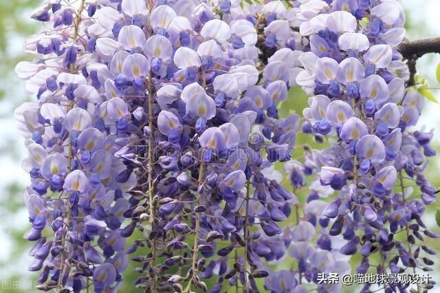 長(cháng)春蔓開(kāi)花嗎，長(cháng)春蔓和常春藤一樣嗎?