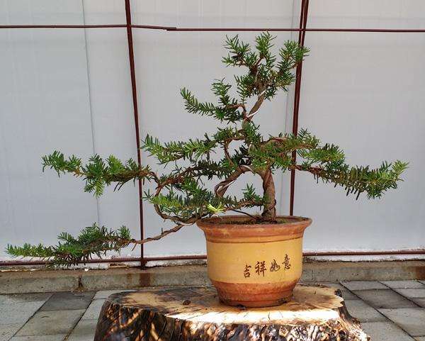 澳洲杉開(kāi)花嗎，澳洲杉如何打頂?