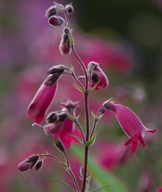 釣鐘柳的繁殖方法詳解，釣鐘柳圖片?