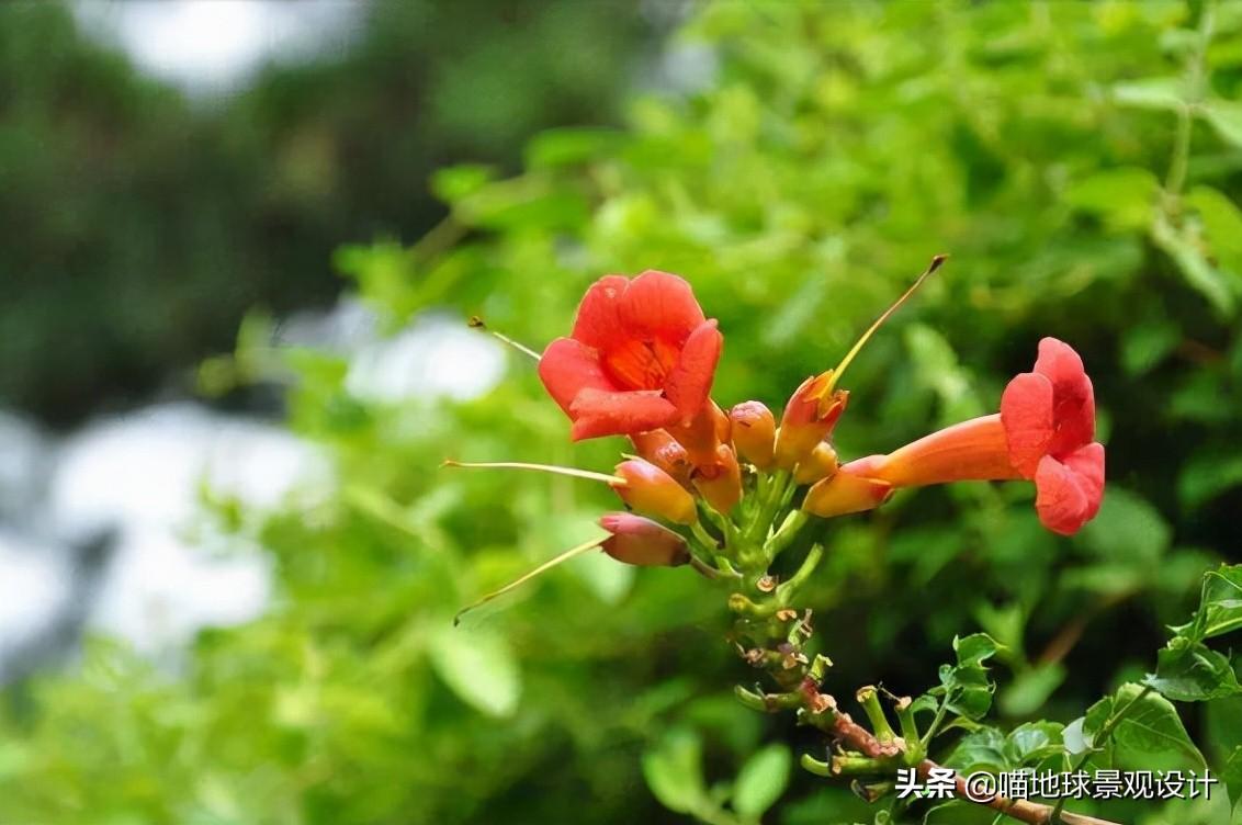 長(cháng)春蔓開(kāi)花嗎，長(cháng)春蔓和常春藤一樣嗎?