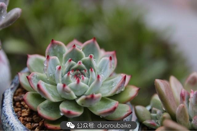 多肉白鳥(niǎo)怎么施肥，白鳥(niǎo)多肉爆盆?
