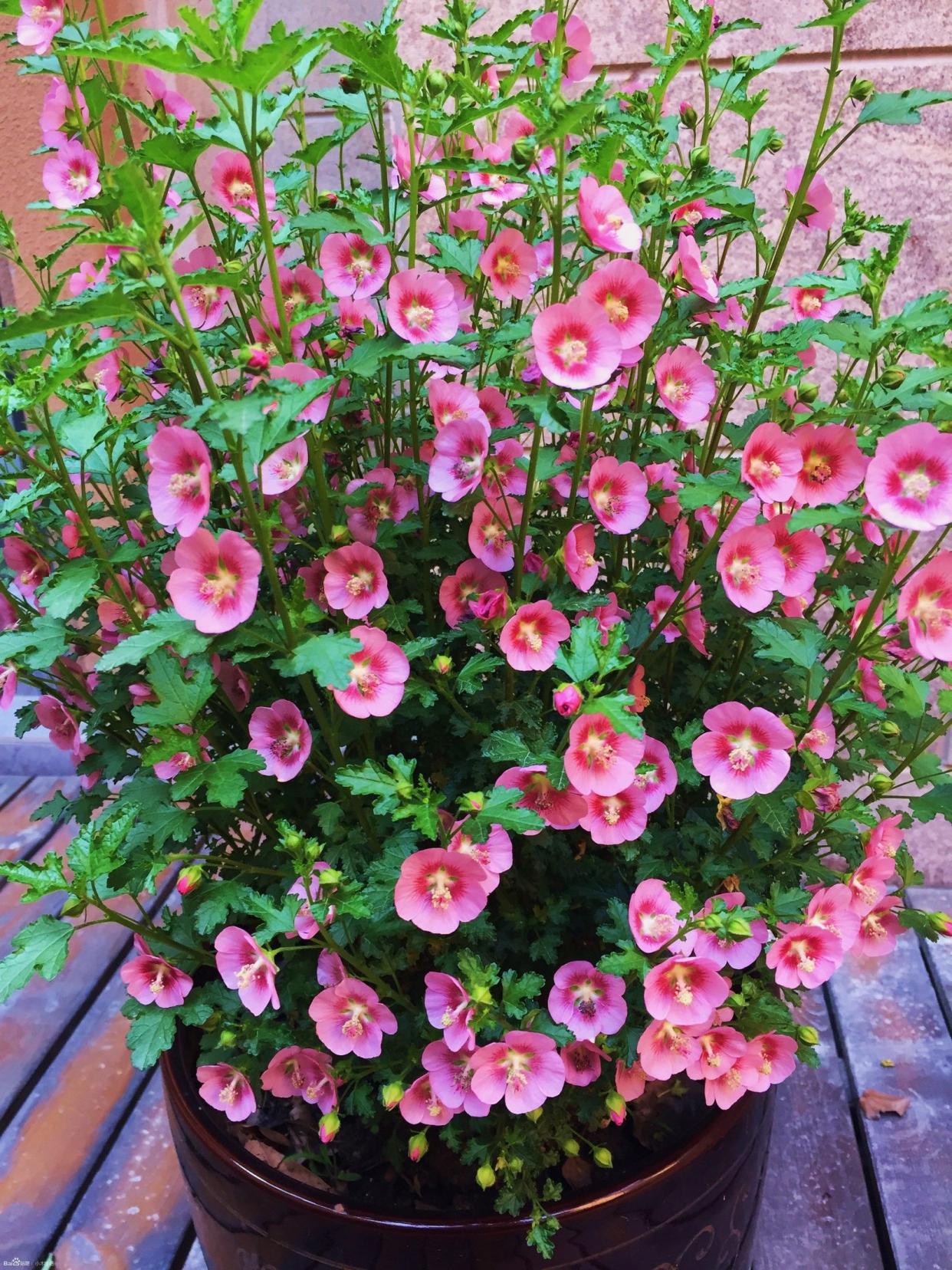 百萬(wàn)小鈴的扦插方法，小木槿扦插多久生根?