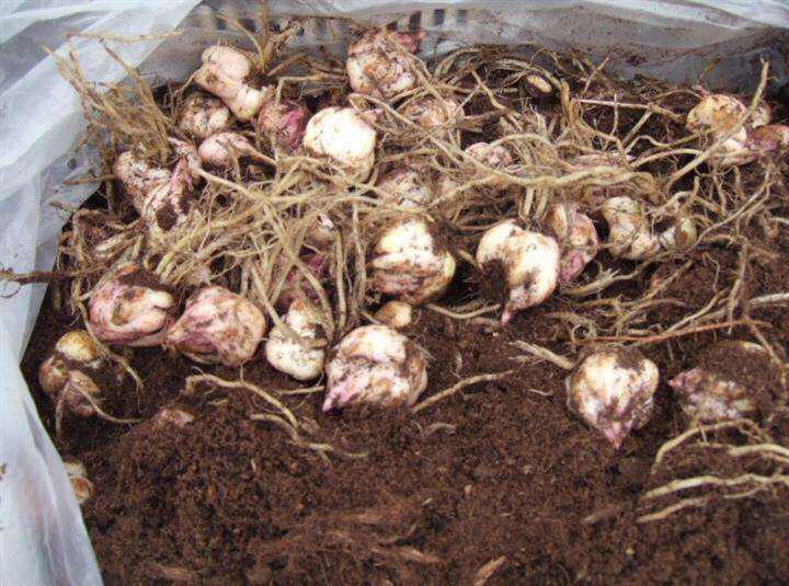 百合換盆后枯萎了的原因，怎么解決，茶花換盆后掉葉怎么辦?