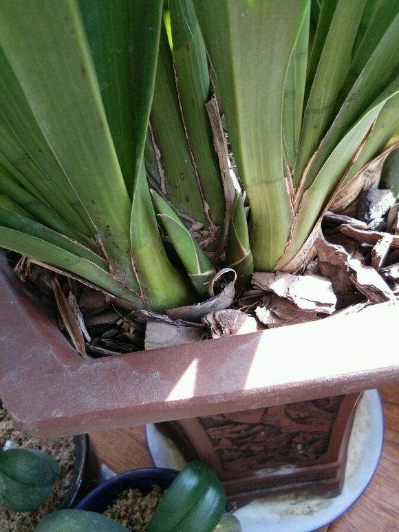 大花蕙蘭如何換盆，怎么分株，大花蕙蘭幾月份換盆?