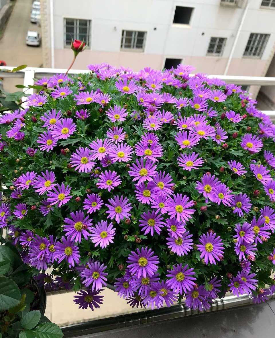 百萬(wàn)小鈴的扦插方法，小木槿扦插多久生根?