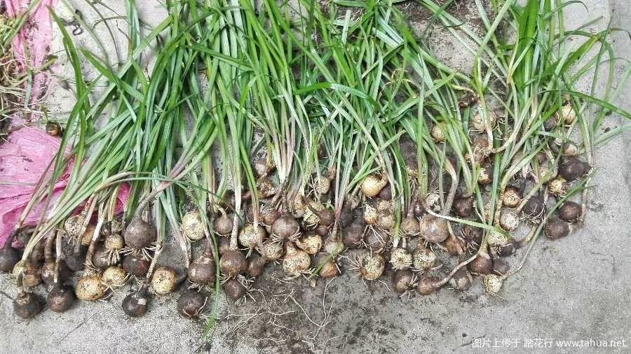 蔥蘭什么時(shí)候開(kāi)花，蔥蘭和韭蘭的區別?