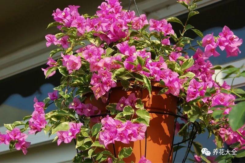 百萬(wàn)小鈴的繁殖方法，什么時(shí)候扦插，金魚(yú)吊蘭的扦插方法和注意事項?