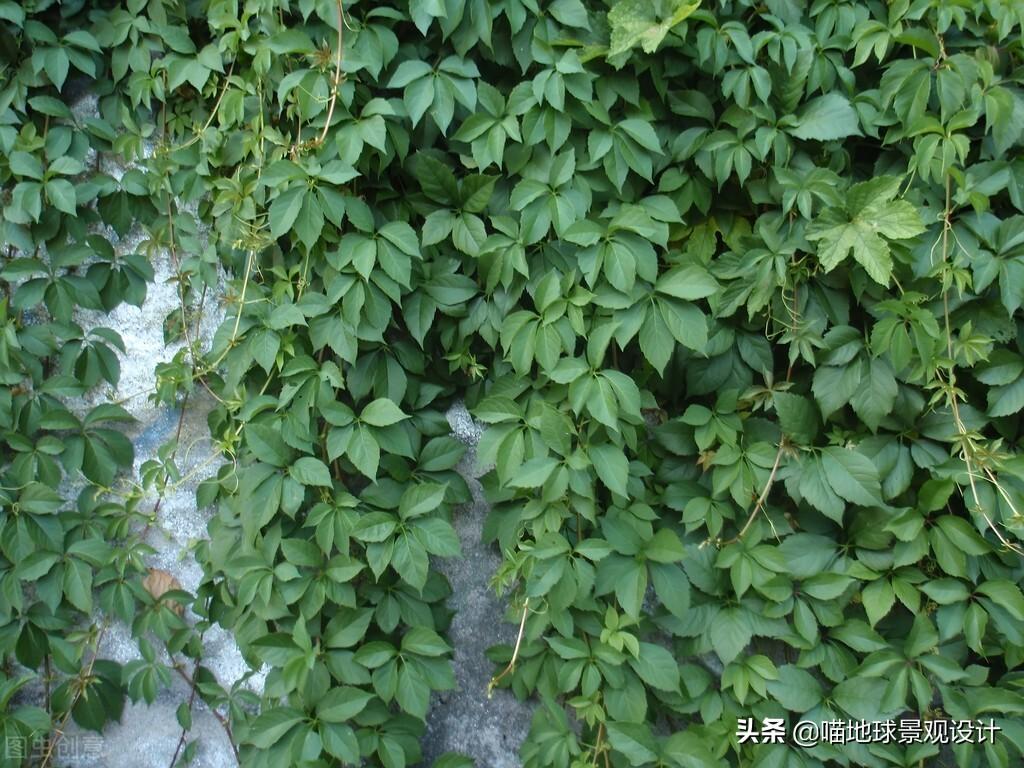 長(cháng)春蔓開(kāi)花嗎，長(cháng)春蔓和常春藤一樣嗎?