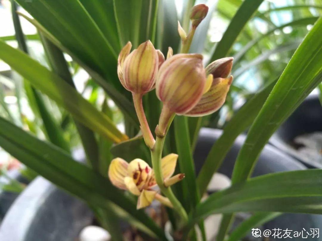 春蘭怎么養才能開(kāi)花，春蘭品種大全?