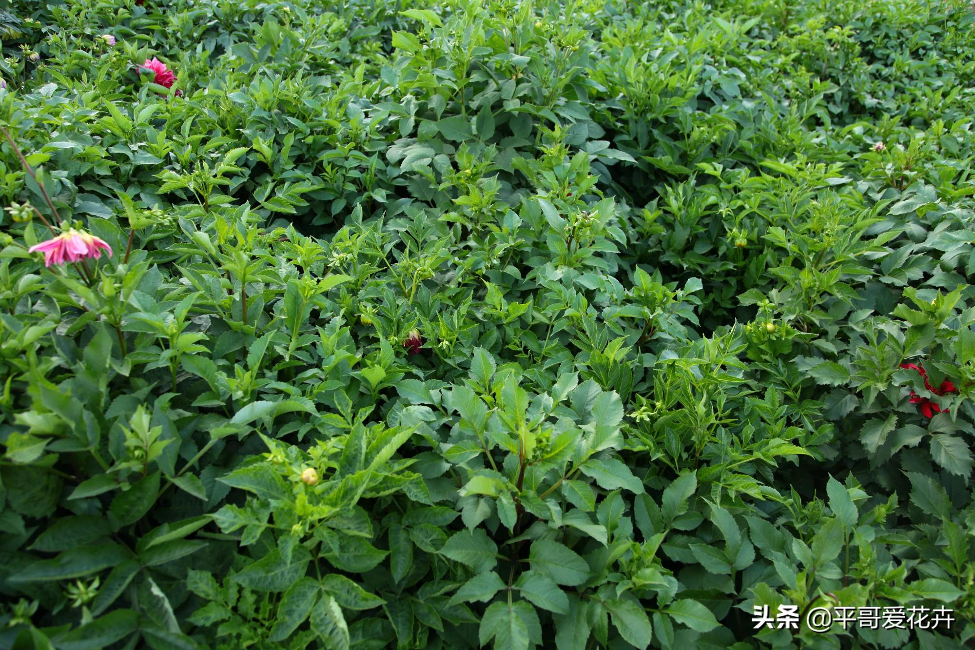 大麗花怎么過(guò)冬，冬天用挖出來(lái)嗎，大麗花能活幾年?