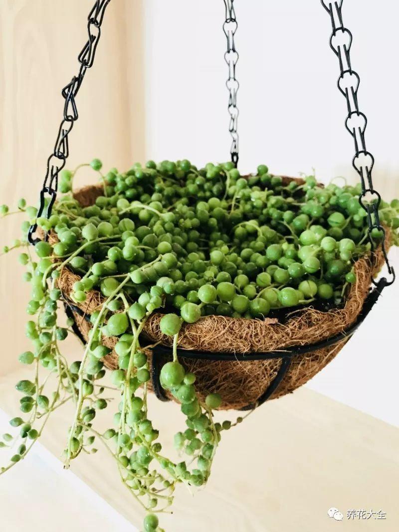 百萬(wàn)小鈴的繁殖方法，什么時(shí)候扦插，金魚(yú)吊蘭的扦插方法和注意事項?