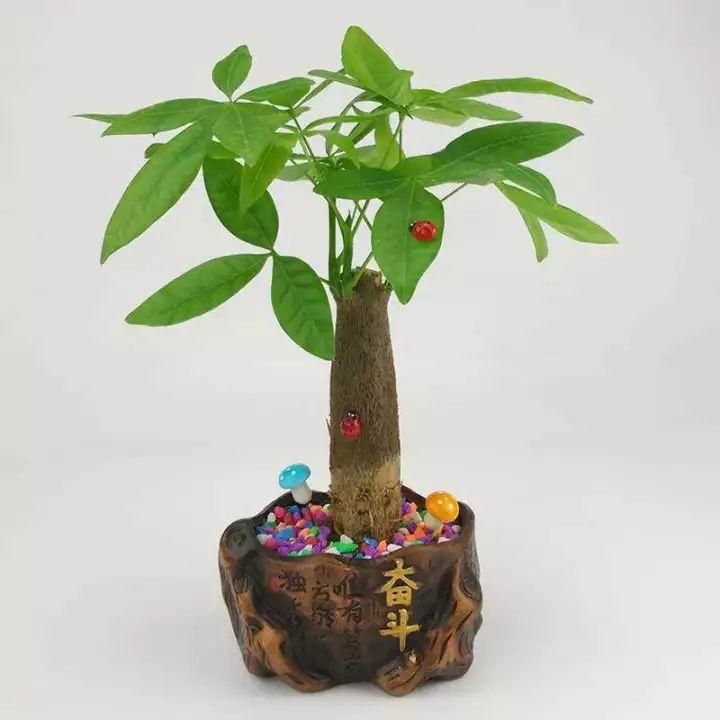 家養發(fā)財樹(shù)怎樣過(guò)冬，能用硫酸亞鐵水澆嗎，招財樹(shù)冬天怎么養?