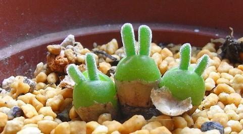 碧光環(huán)怎么播種，碧光環(huán)怎么保持短耳朵?